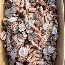 Wild nudibranch squid gutted black squid squid seafood aquatic products Lianyungang specialty 250g