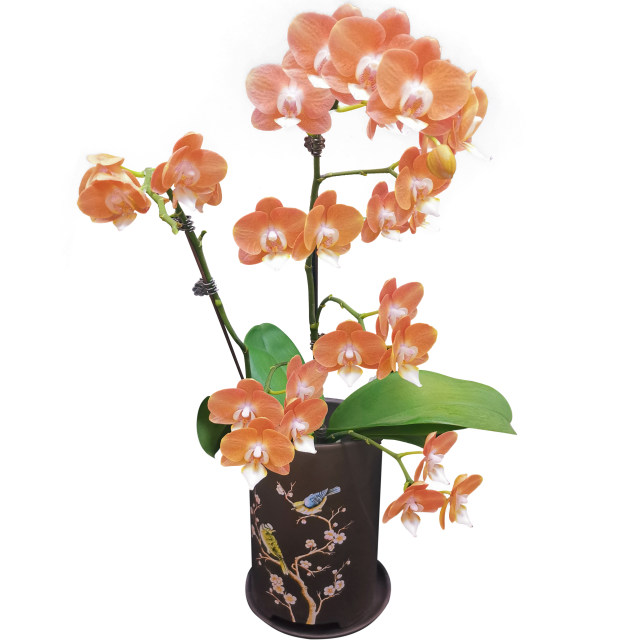 Double Foil Phalaenopsis with Foil Sword with Bud Big Miao Strong Miao Flower Green Plant Potted Plant Good Care Guaranteed Version