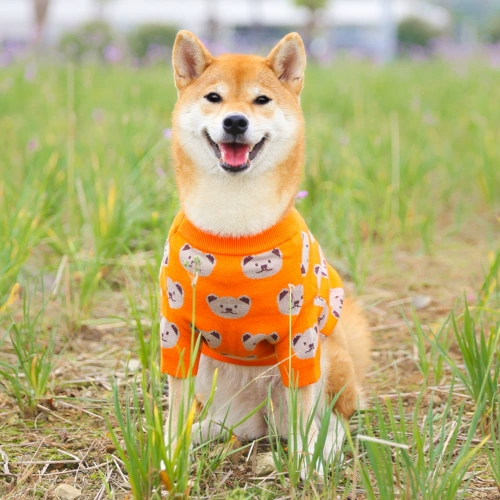 Милый демисезонный свитер, удерживающее тепло трикотажное брендовое термобелье, популярно в интернете