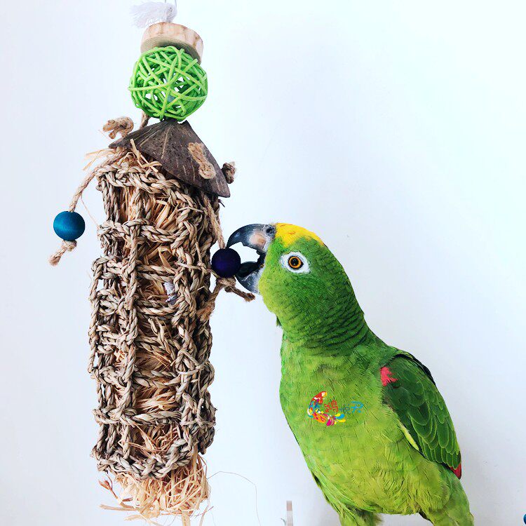 The Tilus Sky Parrot Nibble The Toy Vines Leather Wood Bites The Natural Coconut Shell Solid Wood Destruct Toy