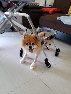 Elderly dog Wheelchair Forelimb four-wheeled pet quadriplegic dog car Forelimb handicapped car Full body paralyzed dog auxiliary car