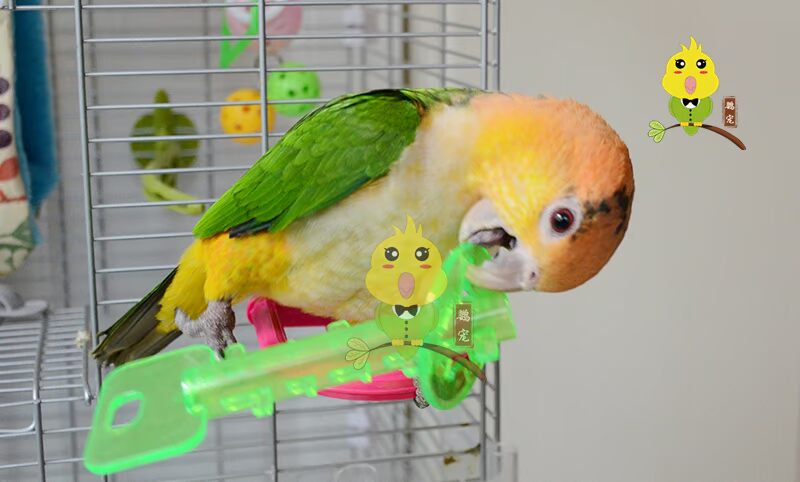 Parrot câu đố đào tạo phát triển trí tuệ tương tác đồ chơi thú cưng chim vẹt cắn tháo dỡ đồ chơi phá hủy - Chim & Chăm sóc chim Supplies máng ăn cho chim