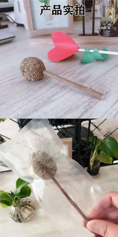 Catnip Lollipop Mèo vui nhộn Mutian Polygonum Ball Cat Toy Cat Molar Stick Kitten Kitty Nguồn cung cấp Đồ ăn nhẹ cho mèo Kẹo - Đồ ăn nhẹ cho mèo