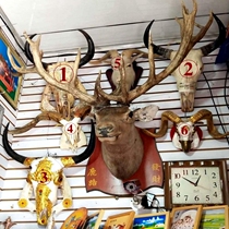Yurt restaurant decoration Diamond-inlaid cattle and sheep skull specimens natural real cow skull sheep head crafts hanging ornaments