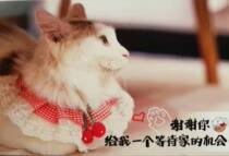 The welfare group specializes in (cat supplies)