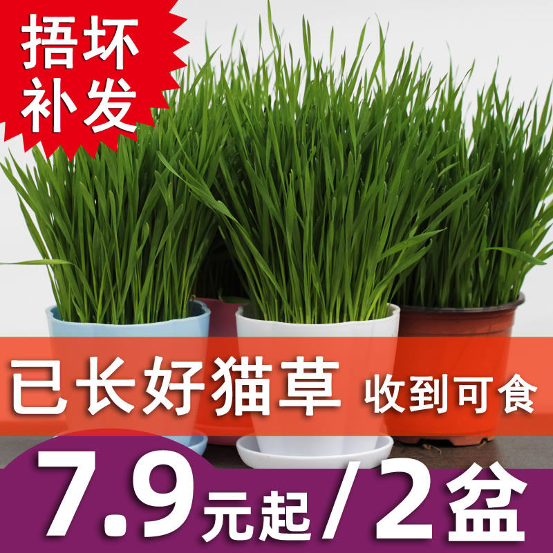 Spot Natural cat grass has been planted well potted sprouts have grown good cat hair ball cat snack seeds catnip