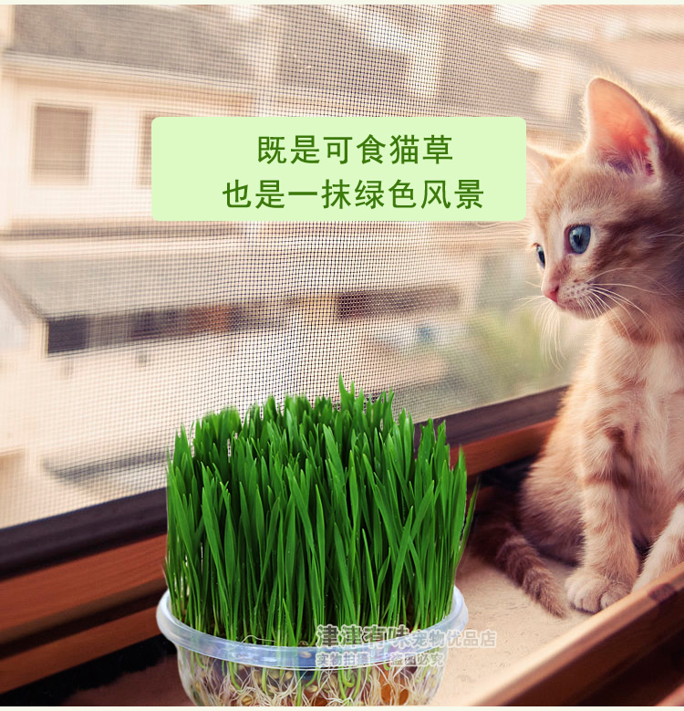 Mèo trồng cỏ đặt mèo để bóng tóc sạch răng tự nhiên mèo cỏ hạt giống mèo ăn nhẹ thức ăn thức ăn cho mèo - Đồ ăn nhẹ cho mèo cá hộp