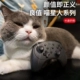 Giá trị tốt ban đầu Switch gamepad PRO Chống rung không dây Bluetooth Máy tính phụ kiện NS trong suốt - Người điều khiển trò chơi