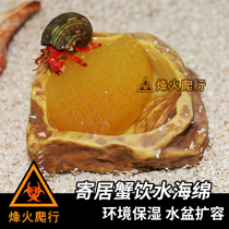 (Hermit crab drinking sponge) Aegean natural sponge absorbent strong no odor not easy to prevent drowning