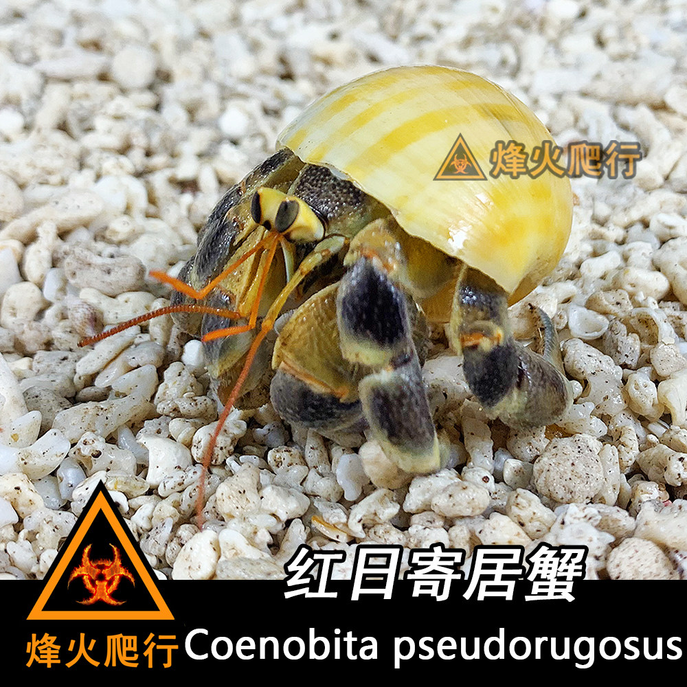 (Red Sun Hermit Crab) Unpopular Rare Land Hermit Crab Live Tiger Pattern Producing Pet Crab Metal Silver Gray