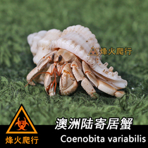Crab hosts Australian land host crab rare to host crab pets New hands recommend lively relatives
