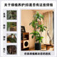 Simulated Green Plants, High-End Light Luxury Brazilian Wood Indoor Living Room Decoration, Floor-Standing Ornaments, Simulated Fake Plants, Potted Landscaping
