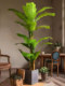 2025 Large Artificial Banana Tree with Large Leaves for Decoration, Simulated Green Plant for Indoor Landscaping, High-End Plant Fake Tree Ornament