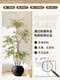 Colorful Artificial Nandina Bamboo Potted Plant for Indoor Use, High-End Imitation Plant for Tv Cabinet, Living Room Decorative Piece