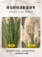 High-End Bionic Green Plants, Natural Reeds and Foxtails, Indoor Artificial Plants, Large Floor-Standing Potted Plants, Decorative Ornaments