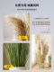 Simulated reed dried flowers, high-end light luxury living room window partition decoration, green plant landscaping combination, decorative landscape