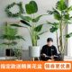 Simulated Green Plants, Artificial Trees, Bird of Paradise, Bionic Plants, Potted Ornaments, Classy Light Luxury Indoor Living Room Decoration, Flower Landscaping