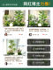 Artificial Plants for Indoor Staircases, Storefront Window Displays, and Decorative Landscaping Combinations; Faux Greenery for Ambiance Decoration