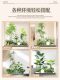 Artificial Green Plant Landscaping Combination Decoration Fake Plants Courtyard Window Display Interior Landscape Atmosphere Tree