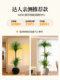 Simulated Green Plant Dracaena for Landscaping, High-End Light Luxury Living Room Interior Decoration, Large Potted Plant with a Sense of Sophistication, Floor-Standing Ornament