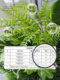 Artificial Green Plant Nandina Bamboo Landscaping Combination for Window Decoration, Balcony Faux Plant Landscape, Entrance Indoor Atmosphere Artificial Tree