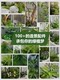 Simulated Green Plant Landscaping Combination for Balcony Indoor Landscape Arrangement, Fake Flowers and Plants under Stairs, Bionic Window Display Store Decoration