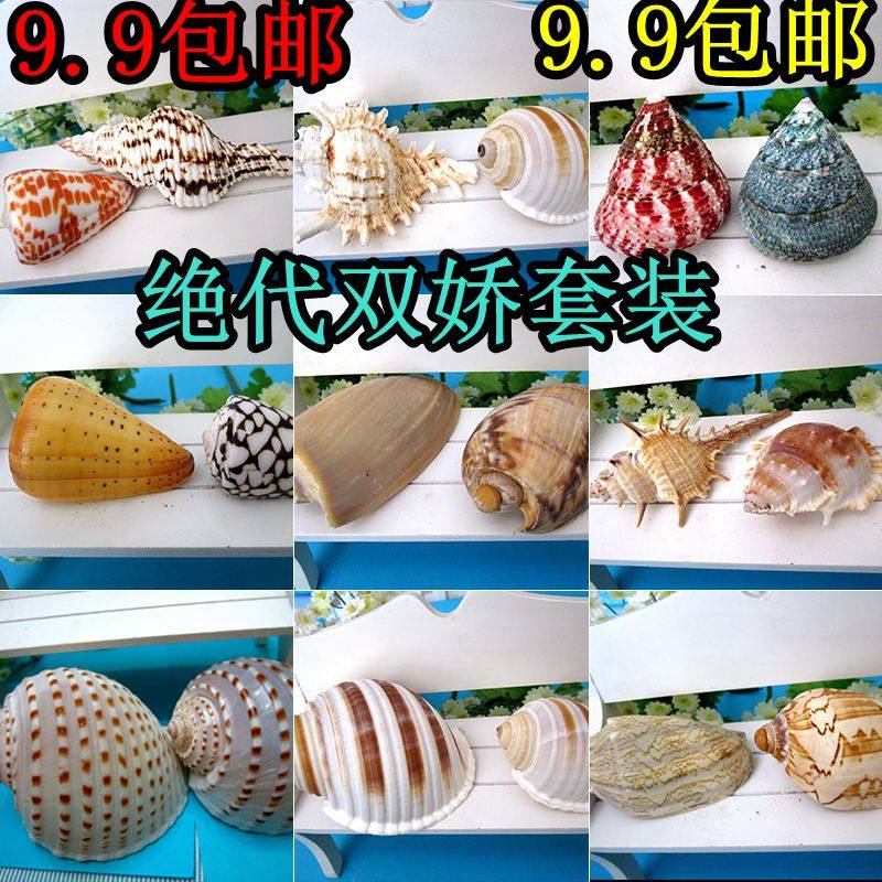 Natural conch shell conch 1 in 1 combination exquisite conch two loaded fish tank address good-looking landscaping