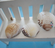 Full 28 natural conch shell hua gai scallop 2cm conch shell random