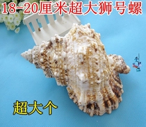 Full 28 yuan natural conch shell big sea snail Ponzi coral snail 18-20cm