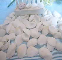Natural conch shell White Coconut Bay 2cm white shells flooring shooting props