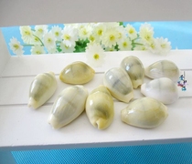 Natural conch shell 2-3cm yellow sea coin snail shell sea coin sea treasure