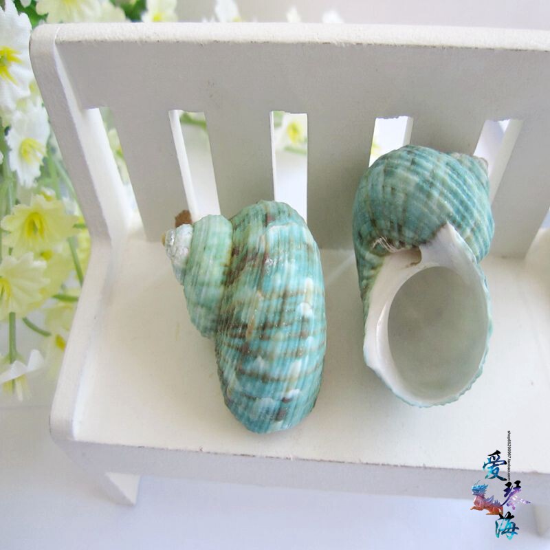 Full RMB28  natural sea snail shells green snail 2-3 cm round mouth snail sea snail shells