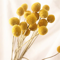 Natural air-dried golden ball yellow ball dried flower branches home furnishings flower arrangement indoor soft decoration real flower