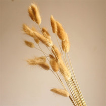 Natural dried flowers immortalized flowers rabbit tail grass dog tail grass room decoration shooting props