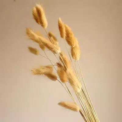 Natural dried flowers immortalized flowers rabbit tail grass dog tail grass room decoration shooting props
