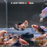 Thai Douyu Living Body Balnue Moon Douyu General Lion King Ponyta Boutique Diseam Class Douyu маленькая декоративная рыба