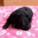 Pet Ice Pad, миска, подушка с печеночной подушкой и датчик охлаждения кошки Охлаждение ледяной подушка холодный коврик, прохладные коврики лето