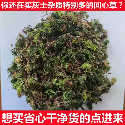 Huixin grass Yunnan wild fennel grass New dried Chinese herbal medicine iron feet an umbrella Rock valley umbrella large leaf moss 250g
