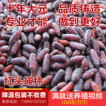Red-headed fly species Green-headed fly maggot species Big-headed gold fly pupa maggot species fly pupa 10000 60 yuan