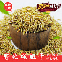 Wheat bran fly maggot dried golden grain worm dried factory direct starling pet wren fish feed turtle hamster 500 grams