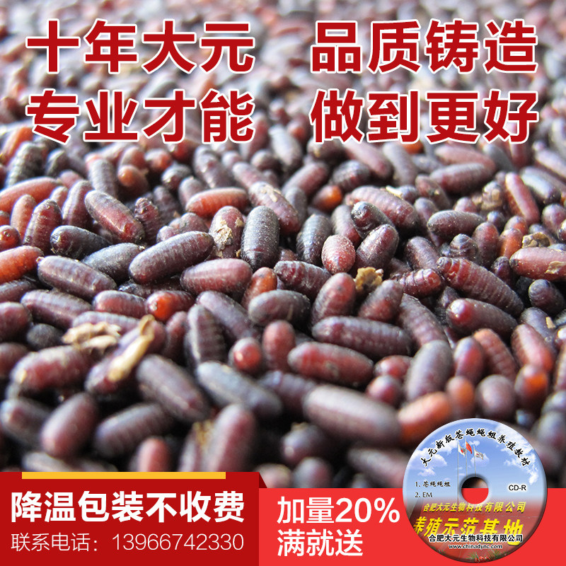 Housefly fly species flies pupa fly maggots Breed Pupa Fly Maggot Pupa fly ten thousand RMB30  RMB30  20%