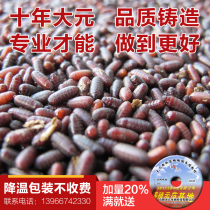 Housefly fly species Maggot seedling pupa maggot pupa engineering fly 130000 yuan plus 20%