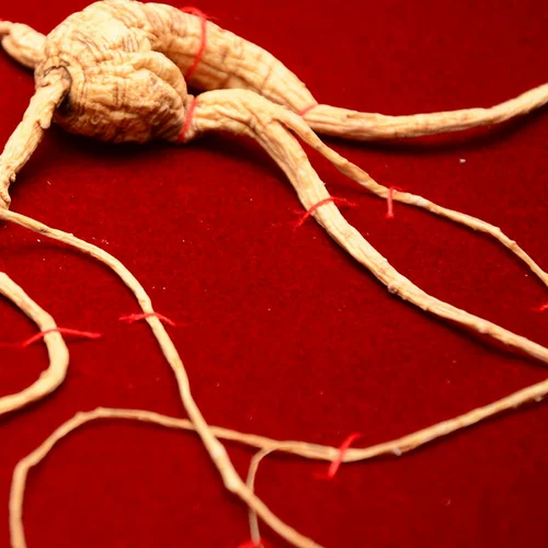 Аутентичный северо -восточный женьшень 60 лет Джилина Чангбайского горного леса Генденс Шаньяма женьшень дикий женьшень