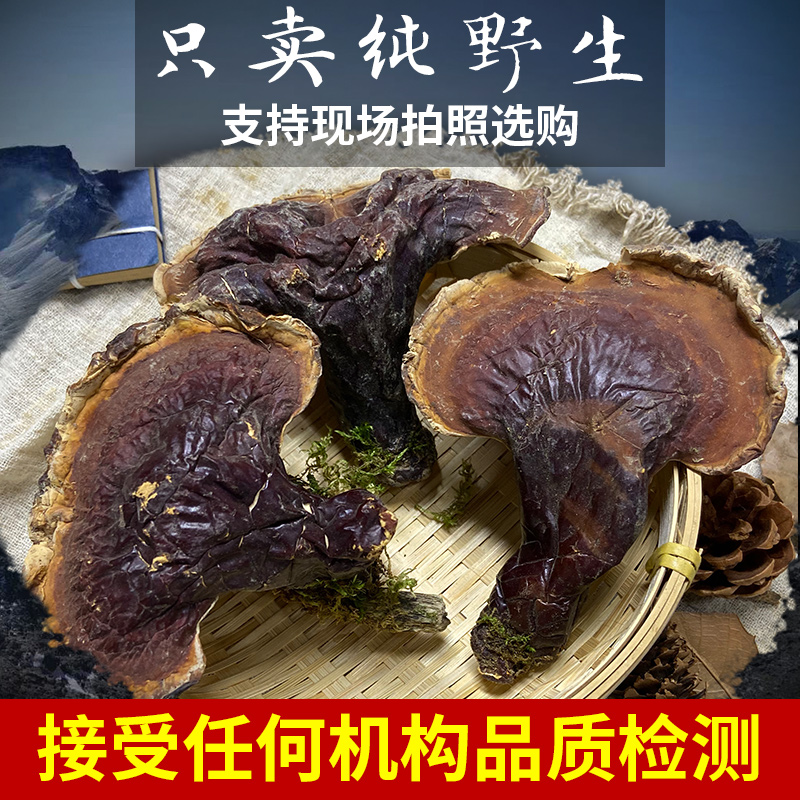 Authentic Changbai Mountain pure wild pine fir Ganoderma lucidum 100 grams can be sliced powdered sparkling wine northeast whole Phnom Penh Ganoderma lucidum