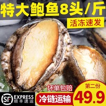 Fresh abalone fresh extra-sea to catch the non-ready-to-eat Qingdao Big Balfish 8 heads seafood aqua 500g