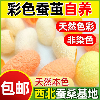 Natural Colored Silkworm Cocoons, Cocoon Shells for Face Washing, Silk Balls, Golden Silkworm Cocoons, Gold Silkworm Cocoons, Student DIY Crafts