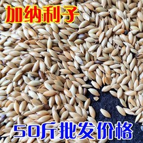 50 pounds of canary seed parrot bird food white tip millet canary hibiscus parrot oriole bird grain oil tip millet