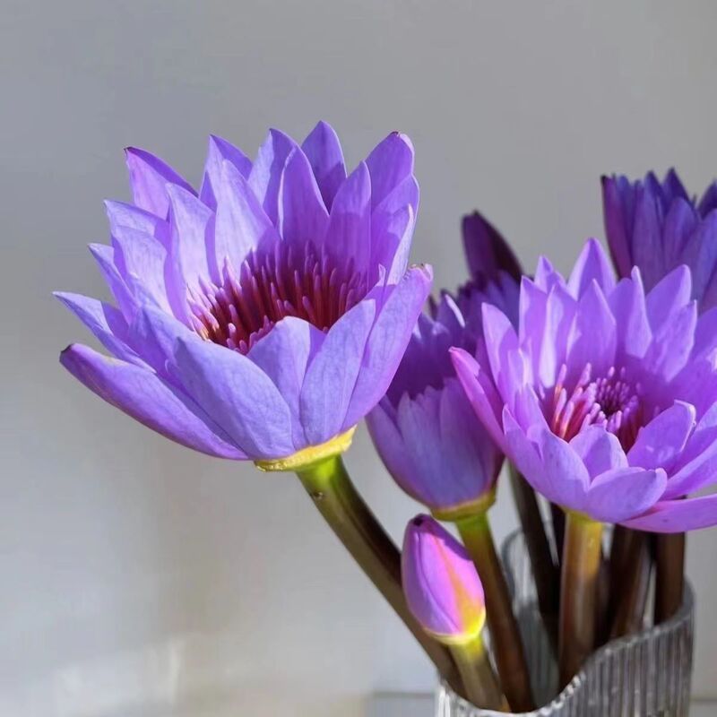 10 Purple Water Lilies Fresh Flowers for Water Cultivation and Flower Arrangements, Bouquet for Home Living Room Interior, Direct Delivery from Guangzhou Flower Base, Wholesale