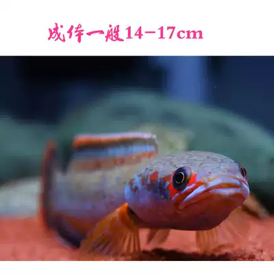 夢幻血斑1型電龍魚淡水魚小型電龍魚包郵寵物水族活體熱帶觀賞魚