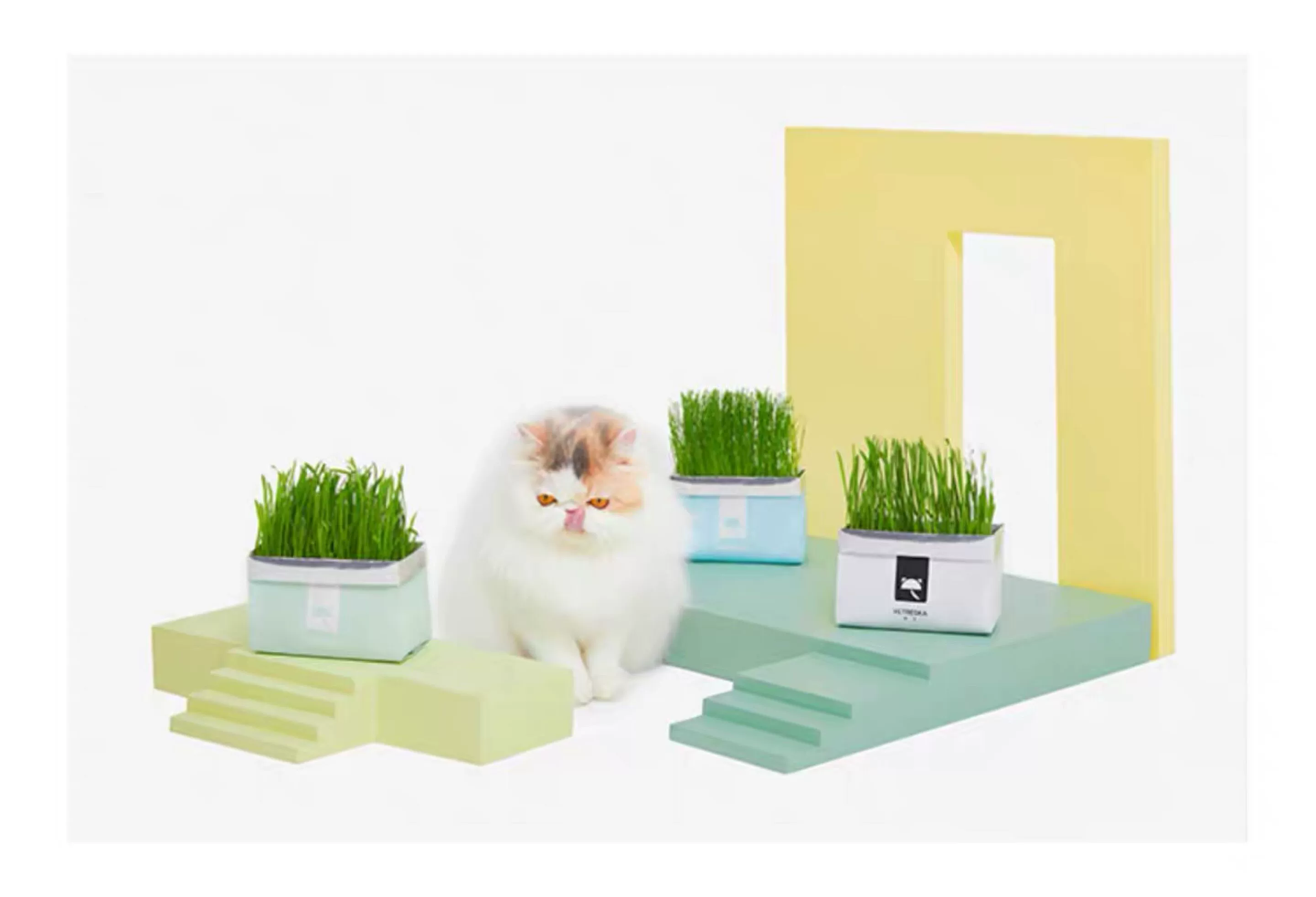 Cỏ mèo Weika nhập khẩu từ Úc không đất nuôi mèo cỏ hạt giống bóng ăn nhẹ cho mèo làm rụng lông giúp tiêu hóa ba lựa chọn - Đồ ăn nhẹ cho mèo